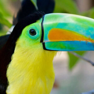 ESTUDIANTE EXTRANJERO