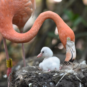 NIÑO EXTRANJERO DE 2 A 12 AÑOS