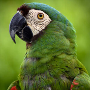 NIÑO NACIONAL DE 2 A 12 AÑOS